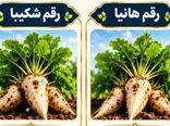 «هانیا» و «شکیبا»؛ دو رقم جدید چغندرقند با عملکرد شکر بالاتر و مقاومت به ریزومانیا

