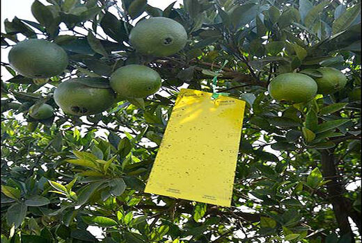 خطر طغیان مگس میوه در باغ های فارس جدی است 