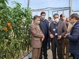 بهره‌برداری از 4 واحد گلخانه ای در شهرستان مانه و سملقان 
