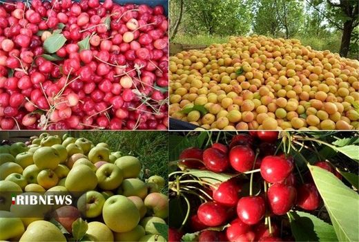 برداشت ۴۰ هزار تن محصولات باغی هسته دار در کردستان