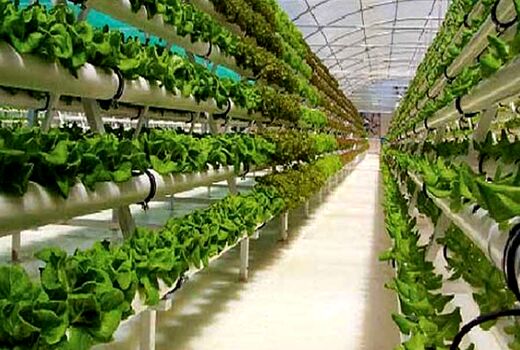 کنترل بیولوژیک آفات محصولات گلخانه‌ای