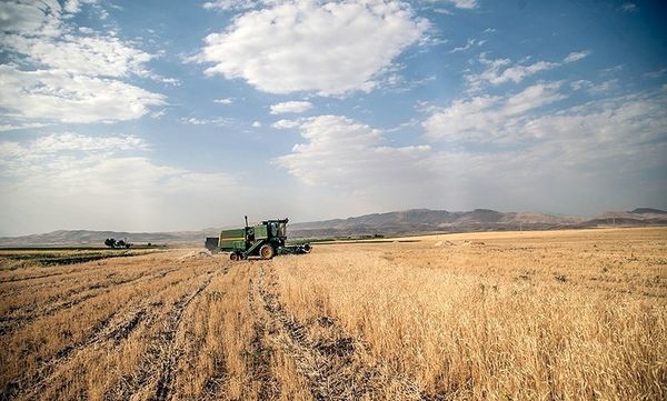 خرید تضمینی بیش از ۱۹ هزار تن گندم در خراسان جنوبی