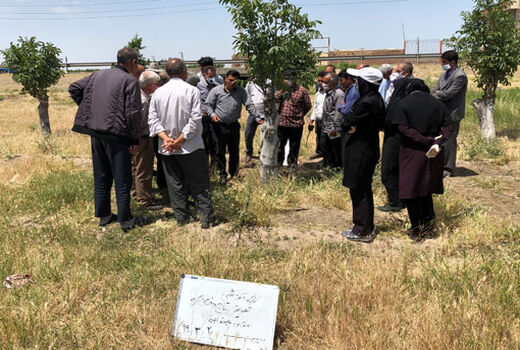 برگزاری کارگاه آموزشی تعویض تاج درختان گردو در شهرستان بناب