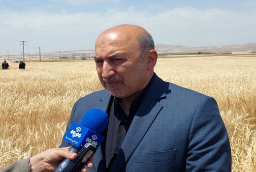 افزایش هفت میلیون تنی تولید گندم در دولت سیزدهم