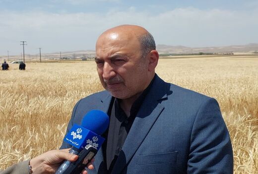 افزایش هفت میلیون تنی تولید گندم در دولت سیزدهم
