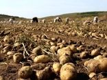 نبود سردخانه مشکل مهم سیب‌زمینی‌کاران غرب اصفهان