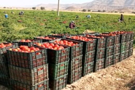 پیش بینی تولید بیش از 200 هزارتن گوجه فرنگی در کازرون