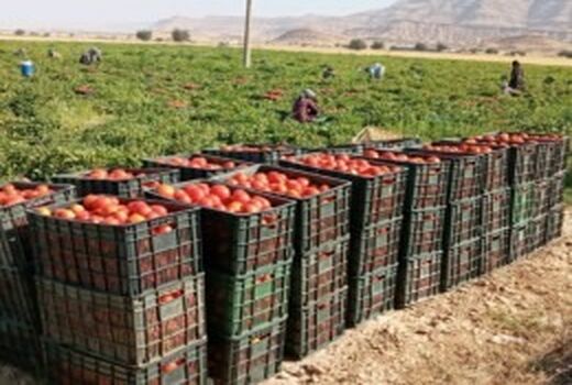 پیش بینی تولید بیش از 200 هزارتن گوجه فرنگی در کازرون