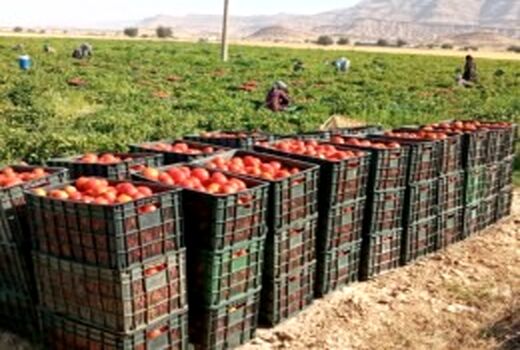 پیش بینی تولید بیش از 200 هزارتن گوجه فرنگی در کازرون