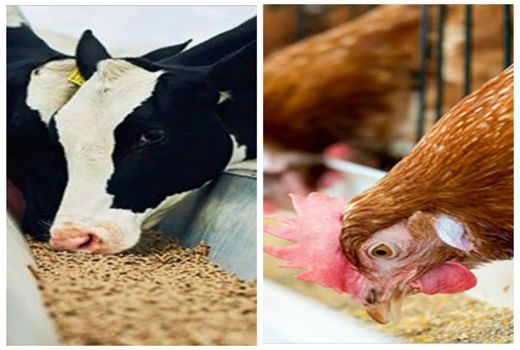 بیش از ۳۲۴ هزار تن انواع نهاده دامی و طیور در قزوین توزیع شده است