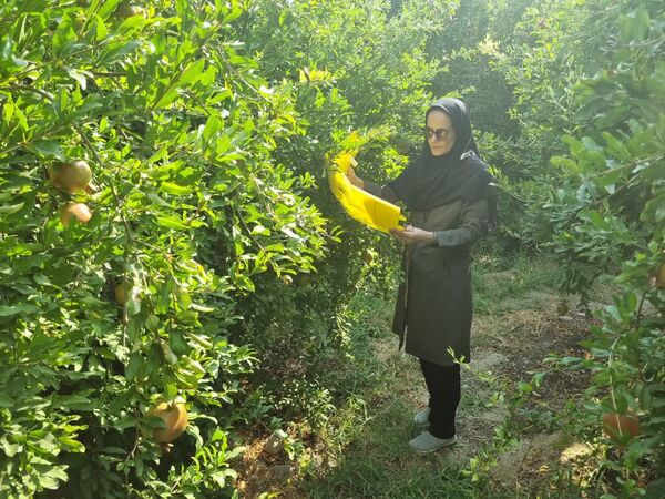 اجرای سایت پیش‌آگاهی مگس‌های میوه مدیترانه‌ای و انبه در شهرستان کازرون