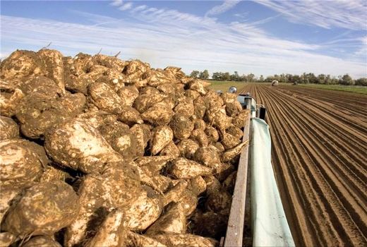 پیش‌بینی برداشت بیش از ۸۰ هزارتن چغندر قند در چهارمحال و بختیاری