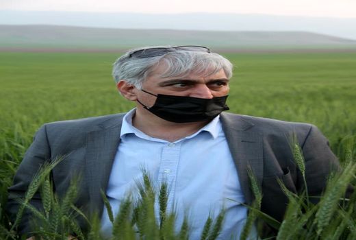 وضعیت تولید گندم کشور امسال مطلوب است