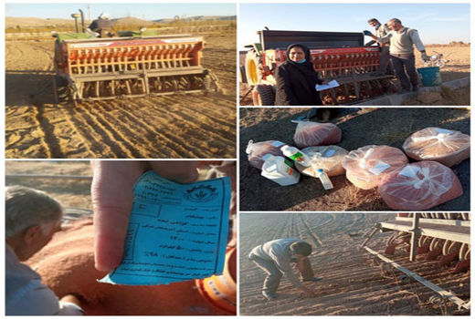 کاشت مزرعه پی وی اس گندم با استفاده از دستگاه بذرکار کودکار خطی در ایلخچی