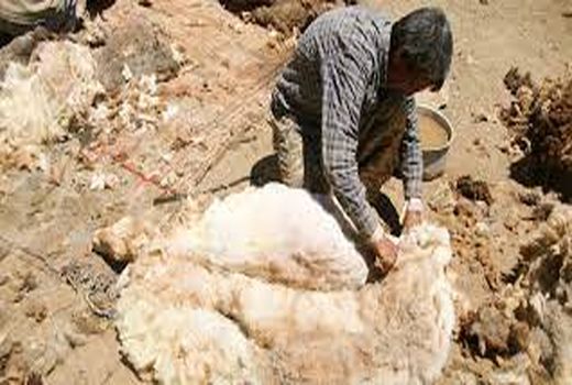 تولید چهار هزار و ۶۰۰ تن پشم در خراسان شمالی
