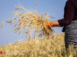 پیش‌بینی برداشت بیش از 102 هزار تن گندم از مزارع شهرستان اردبیل 