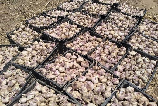 سیر مرودشت راهی کشور های حوزه خلیج فارس شد