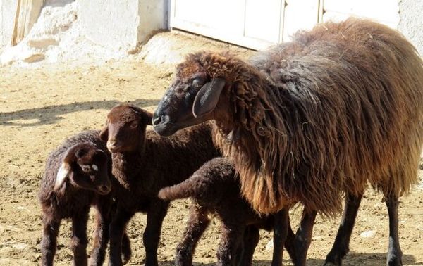 اجرای طرح تلقیح مصنوعی گوسفند بومی و نژاد رومانف در شهرستان بروجن