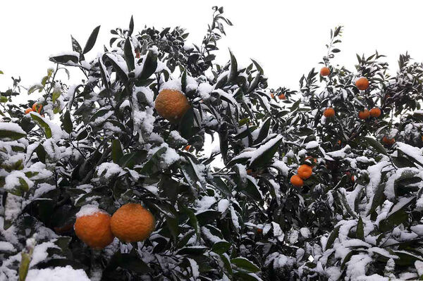 احتمال طغیان آفات محصولات باغی 