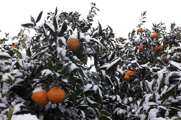 احتمال طغیان آفات محصولات باغی 