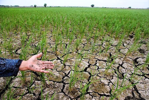 امهال اصل تسهیلات خسارت دیدگان از خشکسالی 