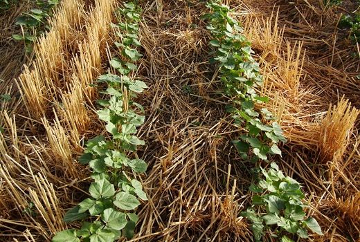 توسعه کشت حفاظتی پنبه در اراضی داراب 