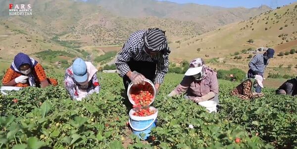 رویداد ملی توت‌فرنگی در کردستان برگزار می‌شود

