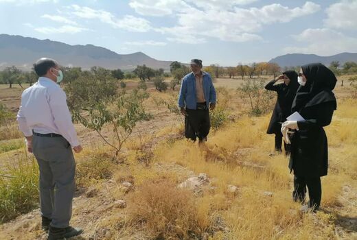 شناسایی نوع جوندگان مضر در باغات شهرستان سامان