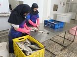 یک واحد فرآوری و بسته بندی آبزیان در بیضا به بهره برداری رسید