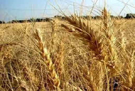 پرداخت 38 درصد وجه خرید گندم در خراسان شمالی