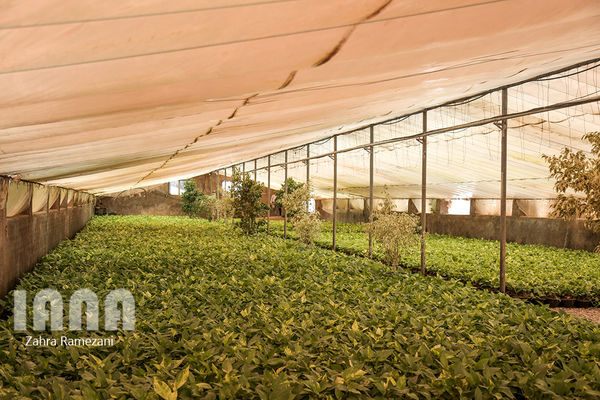 پیش بینی تولید ۲.۲ میلیون تن سبزی و صیفی گلخانه‌ای
