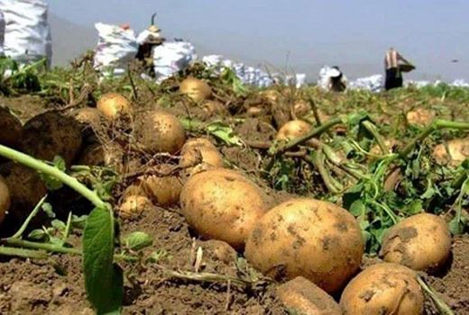 آغاز برداشت سیب زمینی از مزارع گلستان