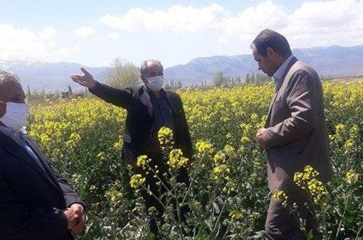 افزایش ۳۰ درصدی عملکرد مزارع در صورت مبارزه با آفات ، امراض و علف‌های هرز مزارع