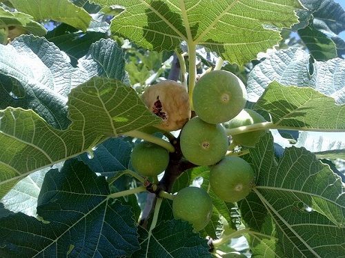 برداشت انجیر دیم از باغستانهای کوهچنار