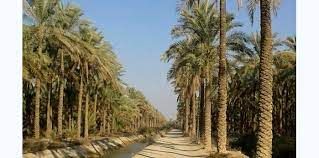 نوسازی و جایگزینی ارقام بومی خرما در شادگان