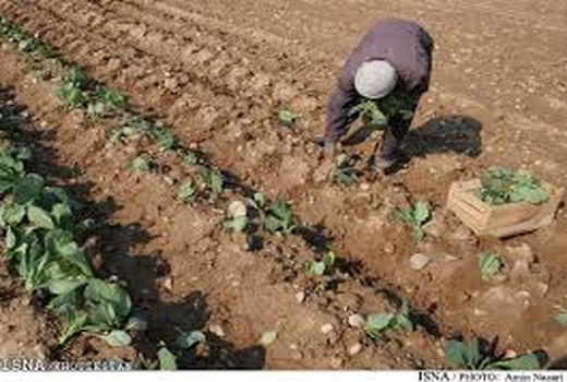 آموزش بهره‌برداران بخش کشاورزی دزفول