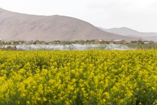 ۷۳ هزار فقره بیمه‌نامه مرتبط با حوزه کشاورزی در چهارمحال و بختیاری صادر شد