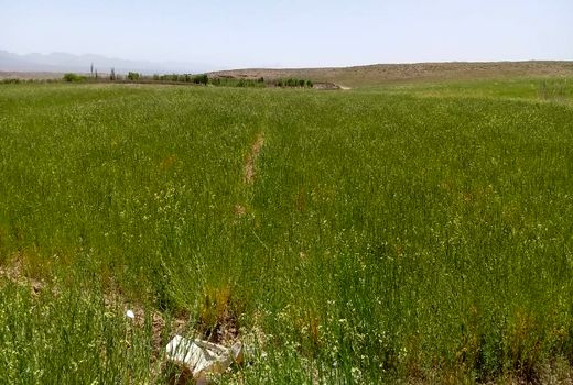 کشت منداب در اراضی زراعی خرم بید