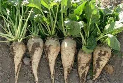 خراسان شمالی جایگاه هشتم تولید چغندر را در کشور دارد