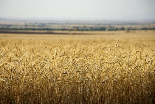 برداشت 4.6 تن گندم از هر هکتار