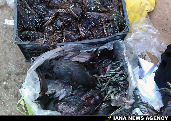 تجارت میلیاردی و مخوف پرندگان مهاجر 