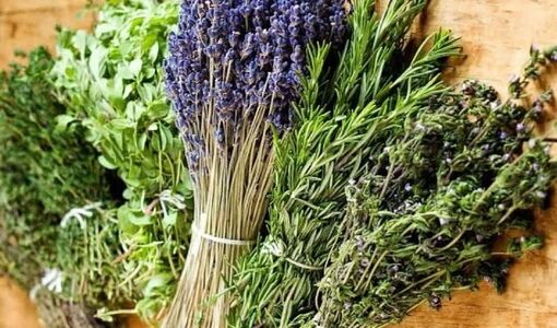 سطح زیر کشت گیاهان دارویی ایران به ۲۸۳ هزار هکتار رسید/گیاهان دارویی همچنان بدون متولی واحد