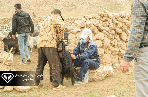 رتبه نخست دامپزشکی خوزستان در واکسیناسیون طاعون نشخوارکنندگان کوچک