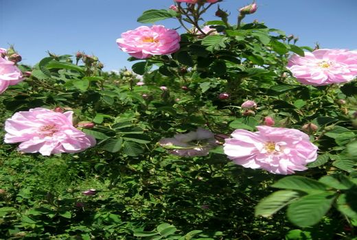 تولید 400 تن گل محمدی در گلستان‌های آباده