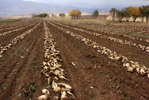 برداشت بیش از 52 هزار تن چغندرقند در چهارمحال و بختیاری