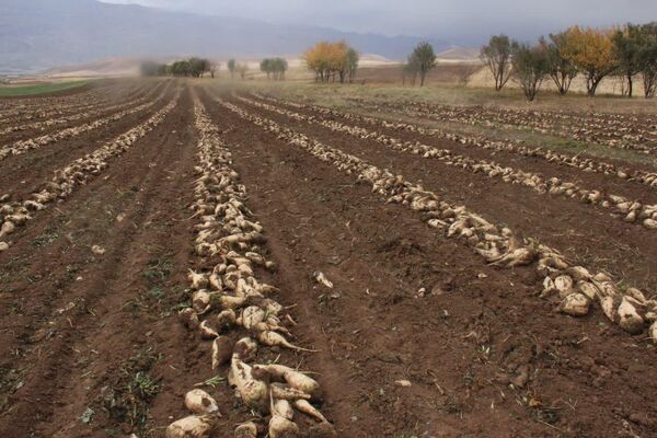 برداشت بیش از 52 هزار تن چغندرقند در چهارمحال و بختیاری