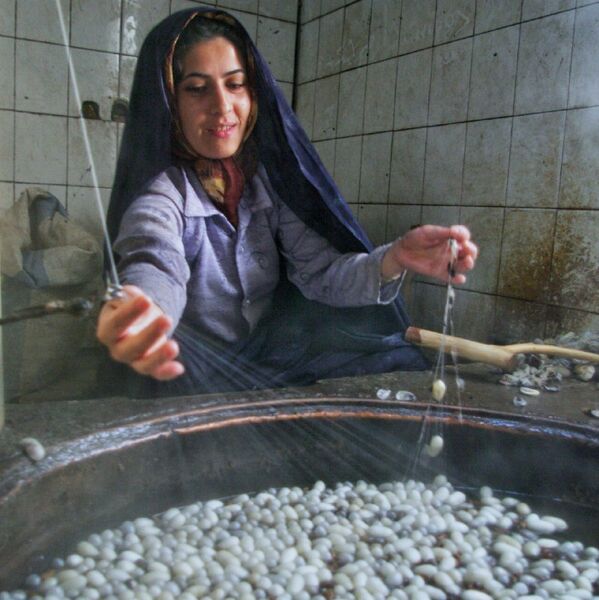 نجات کارگاههای ابریشم کشی با واردات پیله به جای نخ

