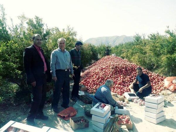 انتخاب 12 کشاورز نمونه از شهرستان ابرکوه