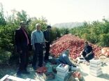 انتخاب 12 کشاورز نمونه از شهرستان ابرکوه