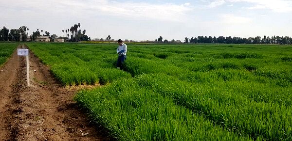 به‌نژادی غلات؛ موتور محرک امنیت غذایی